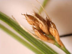 Rhynchospora globularis