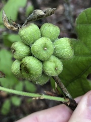 Andricus quercusformosus