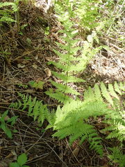 Dryopteris × triploidea