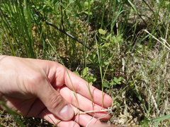 Carex chordorrhiza