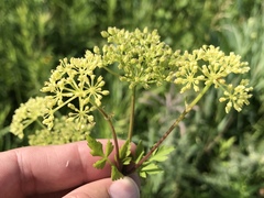 Thaspium chapmanii