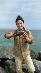 Sebastes rastrelliger