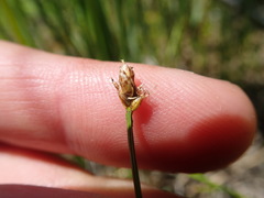 Carex chordorrhiza