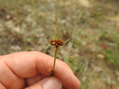 Rhynchospora globularis