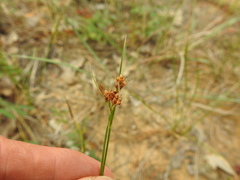 Rhynchospora globularis