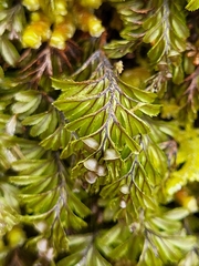 Hymenophyllum wilsonii