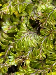 Hymenophyllum wilsonii