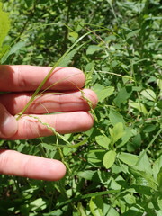 Media resource of Carex debilis