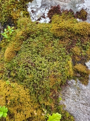 Hymenophyllum wilsonii