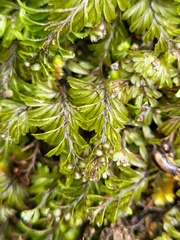 Hymenophyllum wilsonii