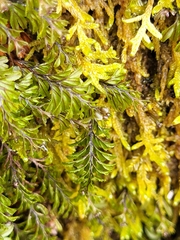 Hymenophyllum wilsonii
