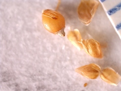 Rhynchospora globularis