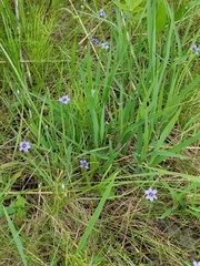 Sisyrinchium montanum