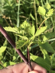 Thaspium chapmanii