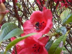 Bombus hypnorum