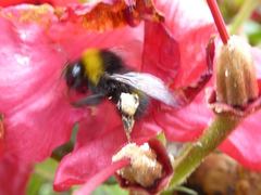 Bombus pratorum