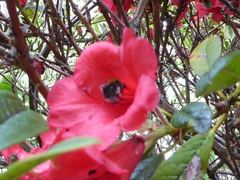 Bombus hypnorum