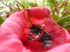 Bombus hypnorum