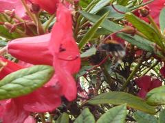 Bombus hypnorum