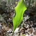 Stiff-leaved Hare's Ear - Photo (c) Jorge Calvo Yuste, some rights reserved (CC BY-NC), uploaded by Jorge Calvo Yuste