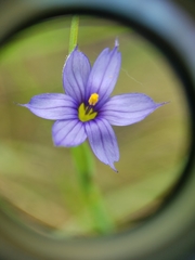 Sisyrinchium montanum