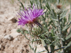 Centaurea hyssopifolia