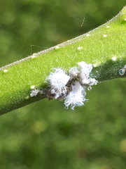 Prociphilus bumeliae