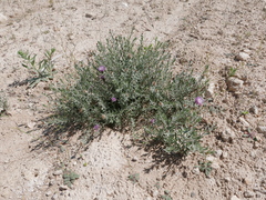 Centaurea hyssopifolia