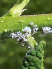 Prociphilus bumeliae