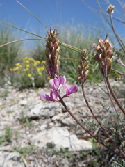 Onobrychis saxatilis