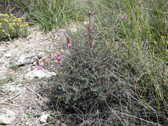 Onobrychis saxatilis