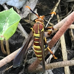 Cissuvora ampelopsis