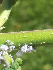 Prociphilus bumeliae