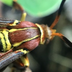 Cissuvora ampelopsis