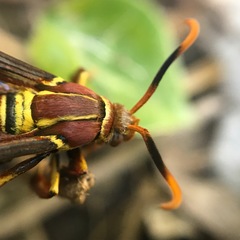 Cissuvora ampelopsis