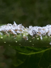 Prociphilus bumeliae