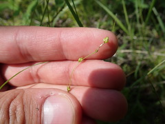 Media resource of Carex disperma