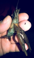 Procambarus lophotus