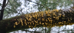 Cronartium ribicola