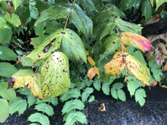 Calonectria