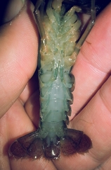 Procambarus lophotus