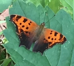 Polygonia comma