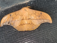 Cricula trifenestrata