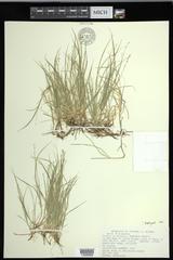 Carex disperma