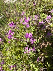 Rhododendron canadense