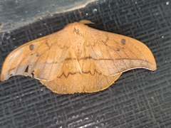 Cricula trifenestrata