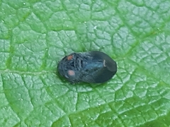 Penthimia nigra