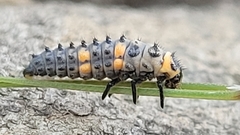 Coccinella septempunctata