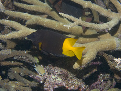Siganus uspi
