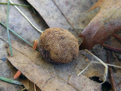 Elaphomyces muricatus